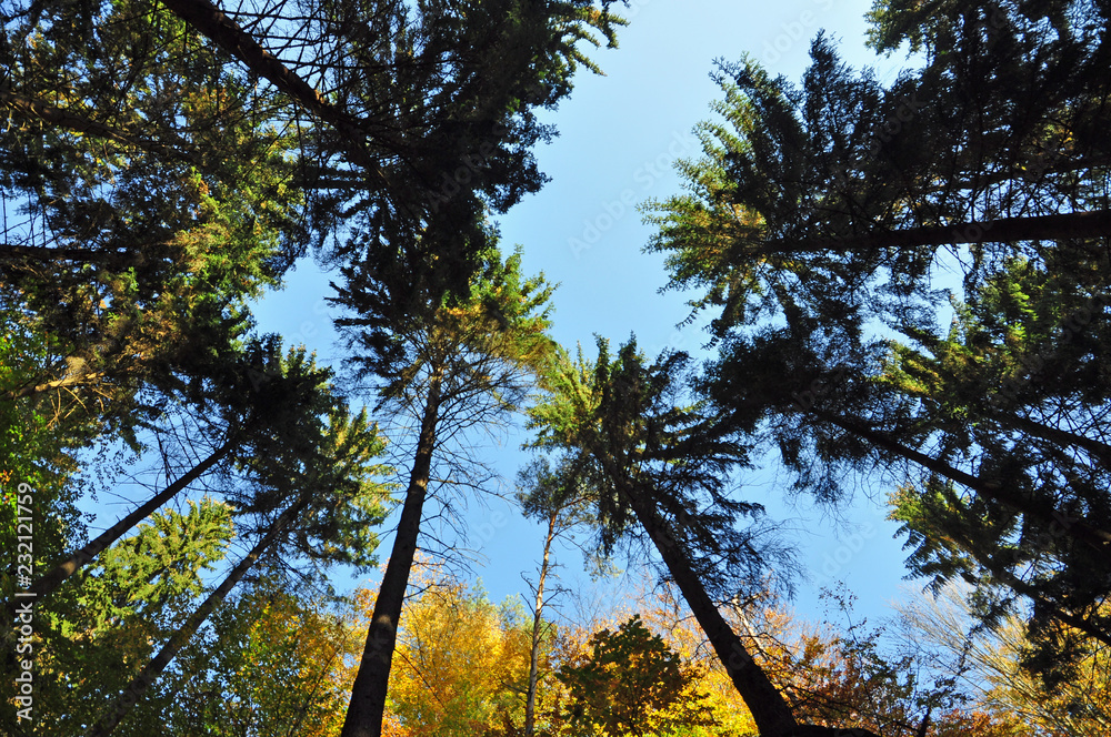 Obraz premium Herbstwald