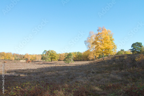 Herbstlandschaft Westruper Heide