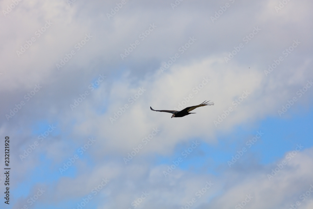 Turkey vulture soaring in the sky Turkey vulture soaring in the sky