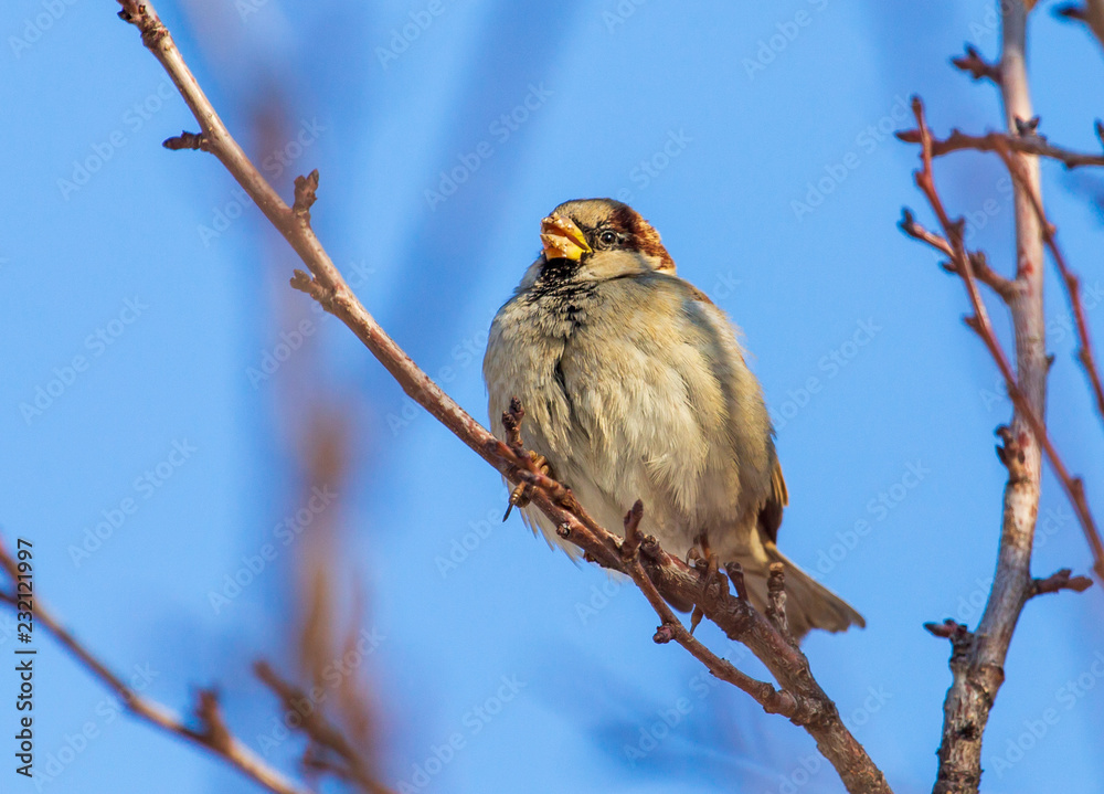Obraz premium Sparrow on a tree branch against a blue sky