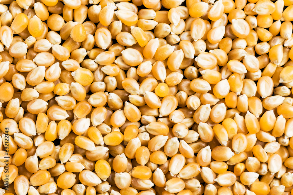 background of raw corn grains to use as a poster in markets or magazines background of raw corn grains to use as a poster in markets or magazines
