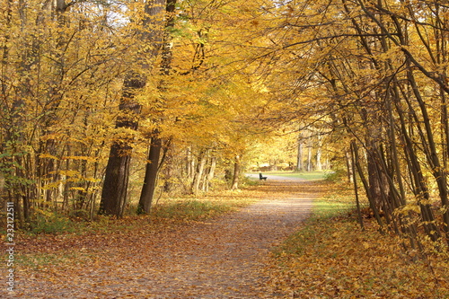 Herbst im Park VI