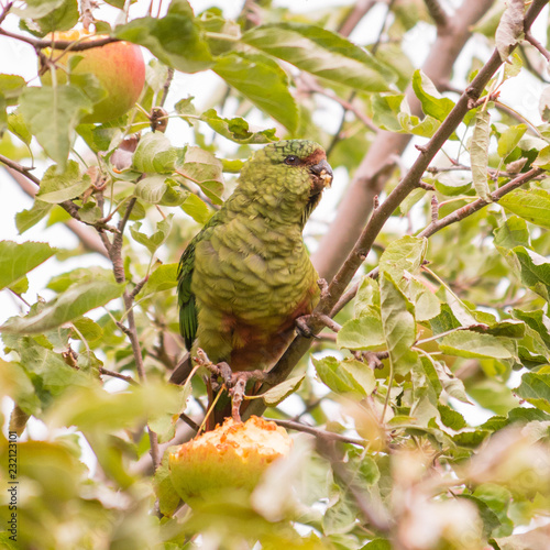 A parrot, Cachaña, Austral parakeet, eating wild apples from an apple tree, with red and green feathers, in the summer or autumn photo