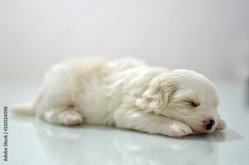 Maltese puppy at the age of three weeks Maltese puppy at the age of three weeks