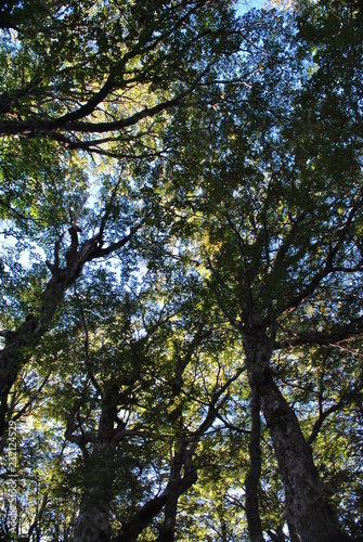 View to the top of some trees, with side light at sunset or sunrise, with lush foliage and branches creating a texture, an organic grid