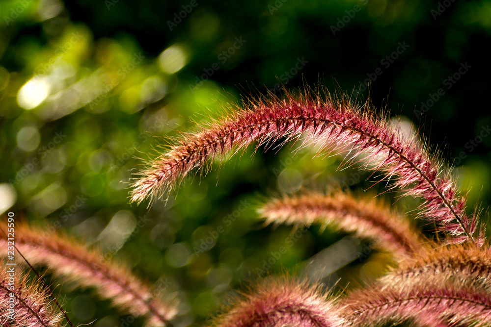 Field of grass flower nature background soft focus Field of grass flower nature background soft focus