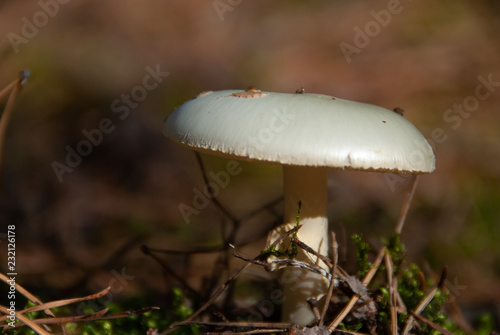Amanita phalloides poisonous mushroom