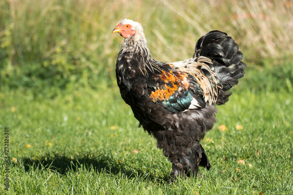 Fototapeta premium Junger Brahma Hahn auf der Weide