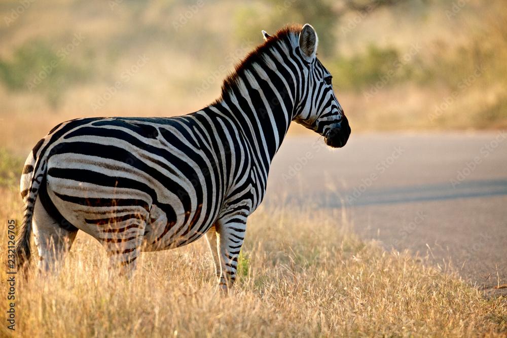 Zebra about to cross the road