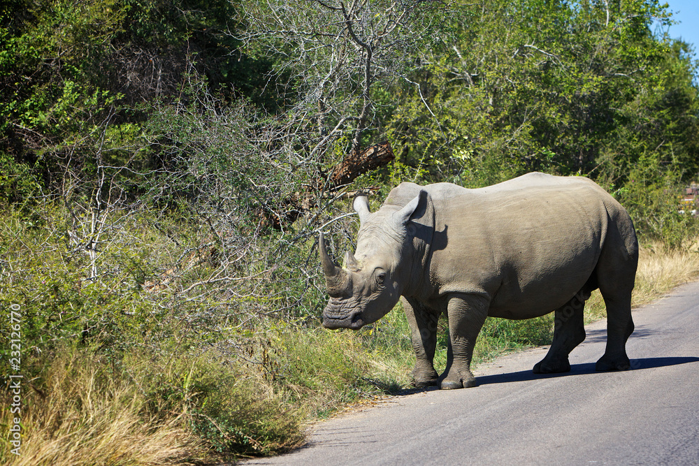 White Rhino endangered