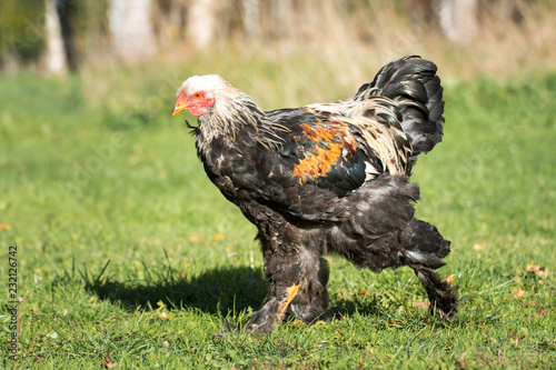 Junger Brahma Hahn auf der Weide