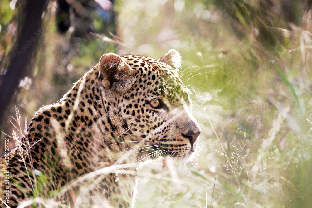Leopard in the grass