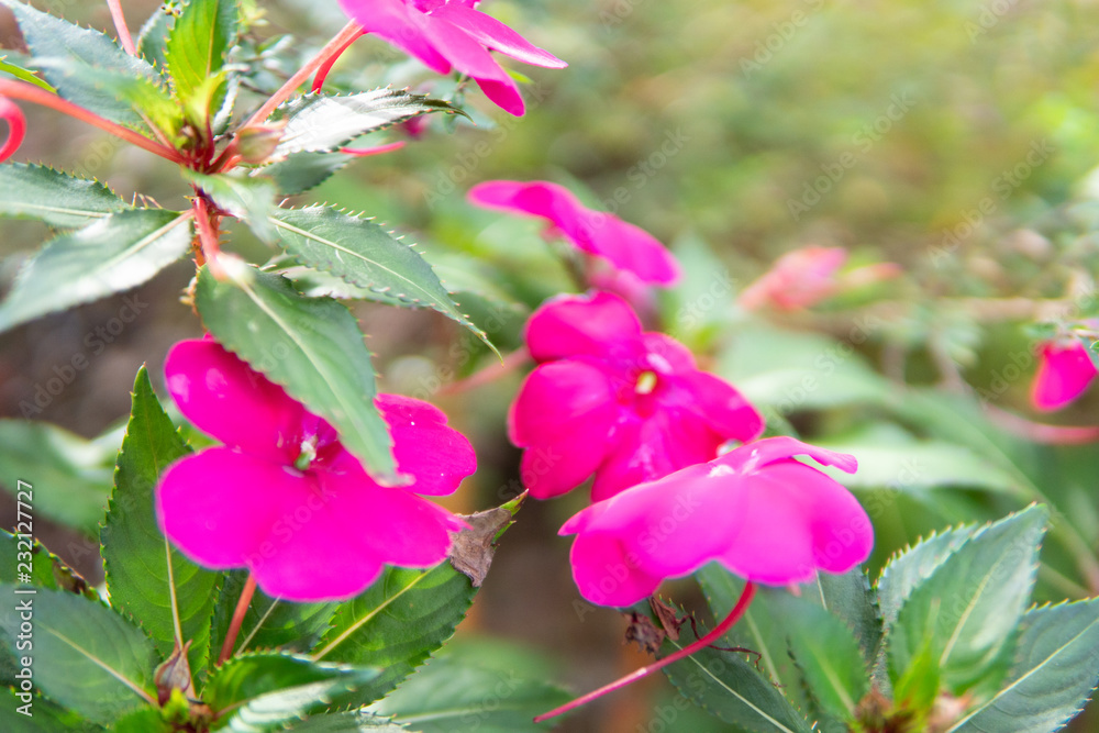 Obraz premium Pink Flowers