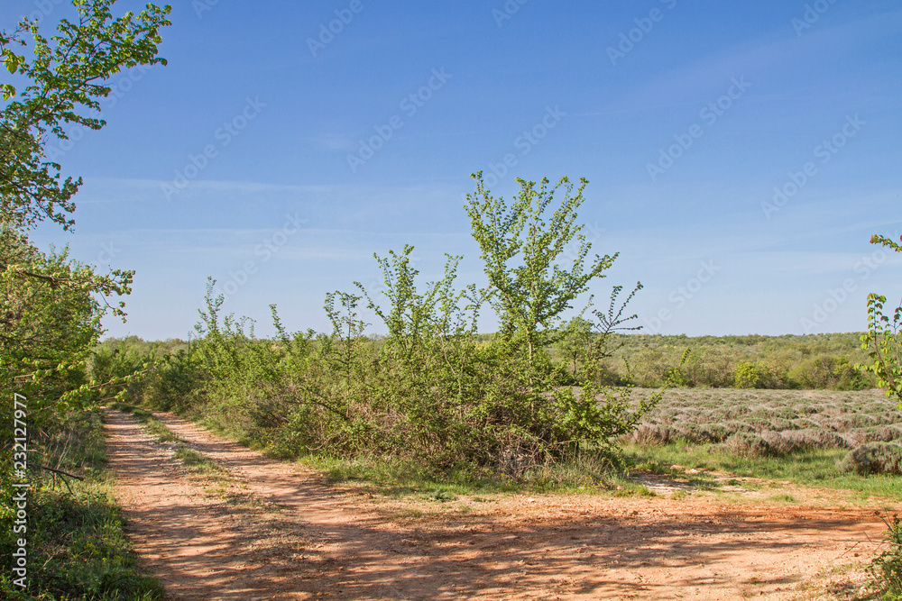 Lavendelfelder im Frühling