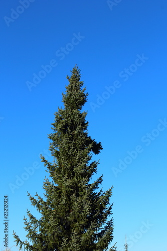 blue spruce (Picea pungens) against the blue sky with copy space
