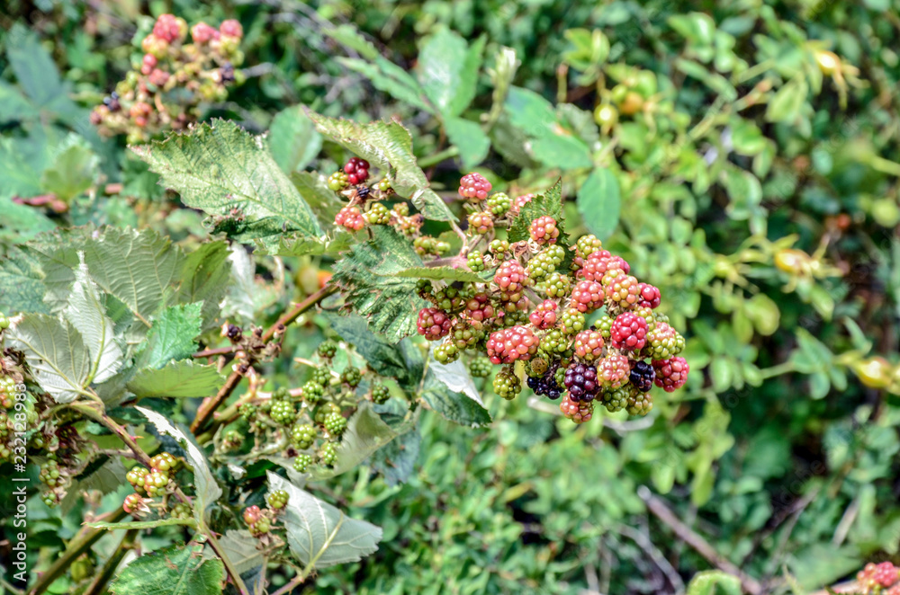 Moras Moras