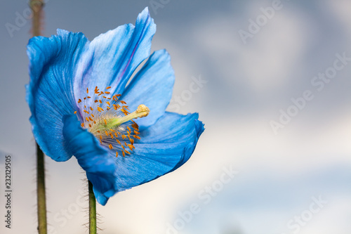 Flower Himalayan blue poppy (Meconopsis betonicifolia), sky in the background