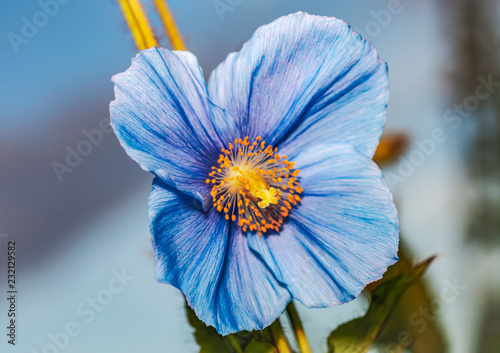 Flower Himalayan blue poppy (Meconopsis betonicifolia), sky in the background