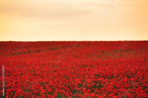 The endless field of flowering poppies at sunset.  