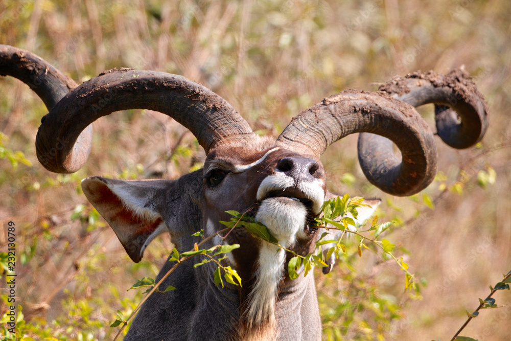 Kudu eating leaves