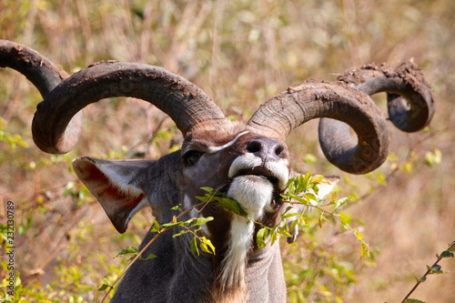 Obraz na płótnie Kudu eating leaves w salonie