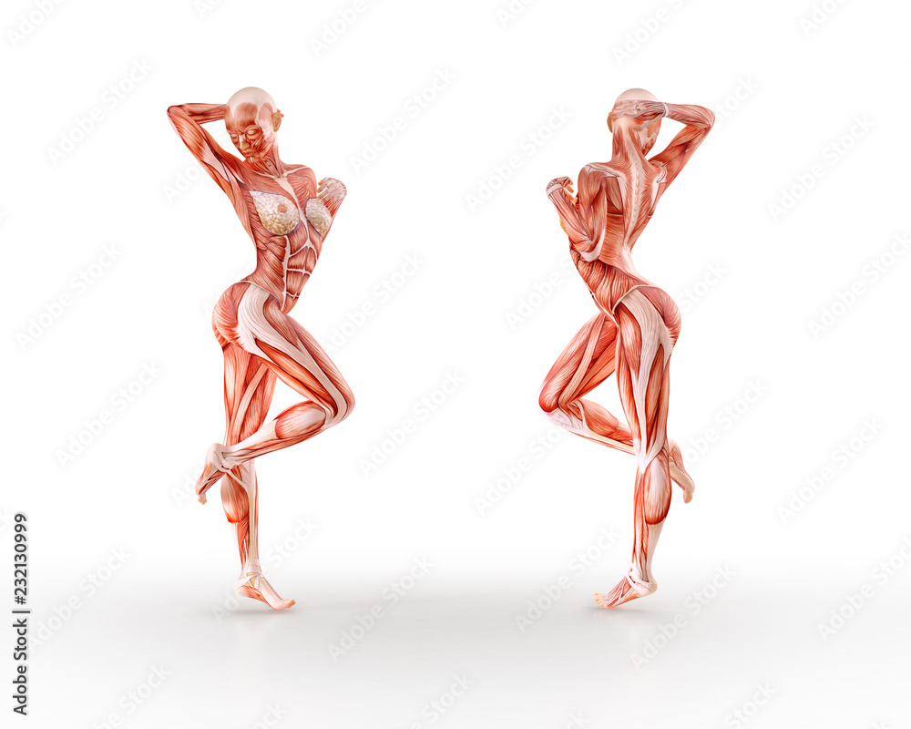 Muscles anatomy female figure workout training, isolated. Healthcare, aerobics, gymnastics, yoga, fitness, dancing, diet, active lifestyle and sport concept. 3D illustration Muscles anatomy female figure workout training, isolated. Healthcare, aerobics, gymnastics, yoga, fitness, dancing, diet, active lifestyle and sport concept. 3D illustration