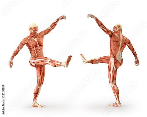 Muscles anatomy figure workout, isolated on white.  Healthcare, fitness and sport concept. 3D illustration photo