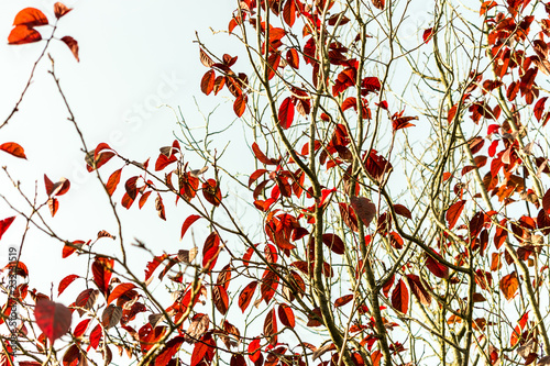 colorful leaves of a tree in autumn photo