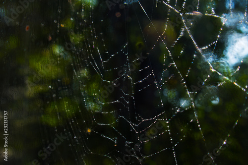dew on the spider web close-up