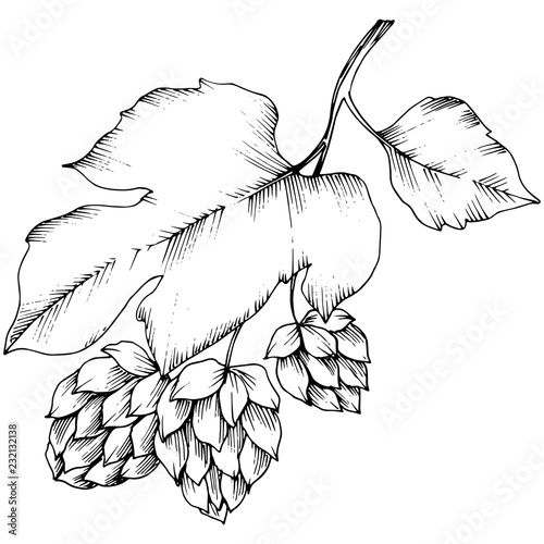 Black and white engraved humulus ink art. Isolated humulus illus