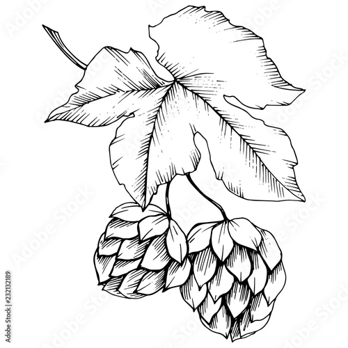 Black and white engraved humulus ink art. Isolated humulus illus