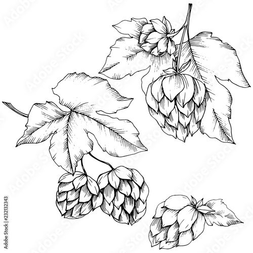 Black and white engraved humulus ink art. Isolated humulus illus