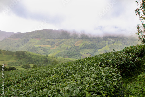 Thai tea plantation