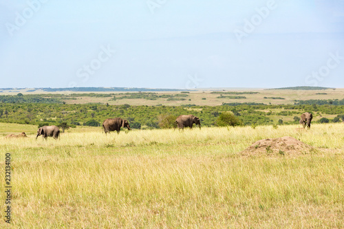 Elephants on the Masai Mara savanna