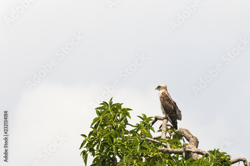 Short-toed snake eagle sits in a tree top and looking