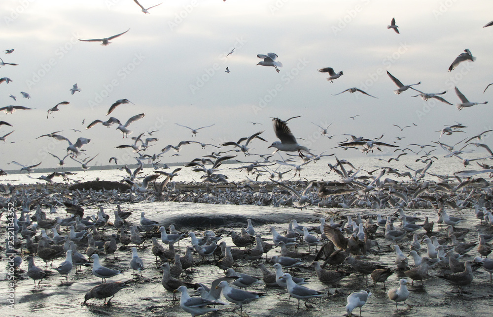 Fototapeta premium NL. A lot of seagulls