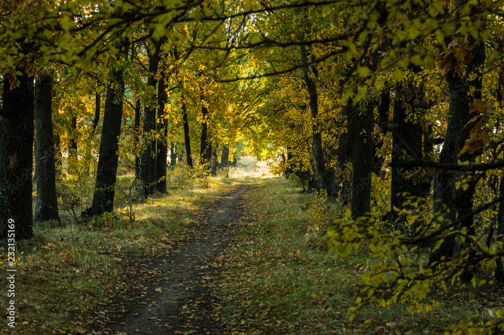 Fototapeta premium Autumn road leaving into the distance