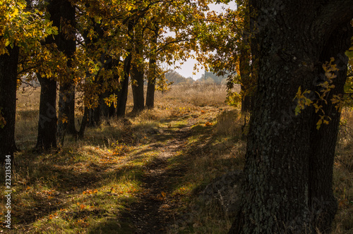 Autumn road leaving into the distance