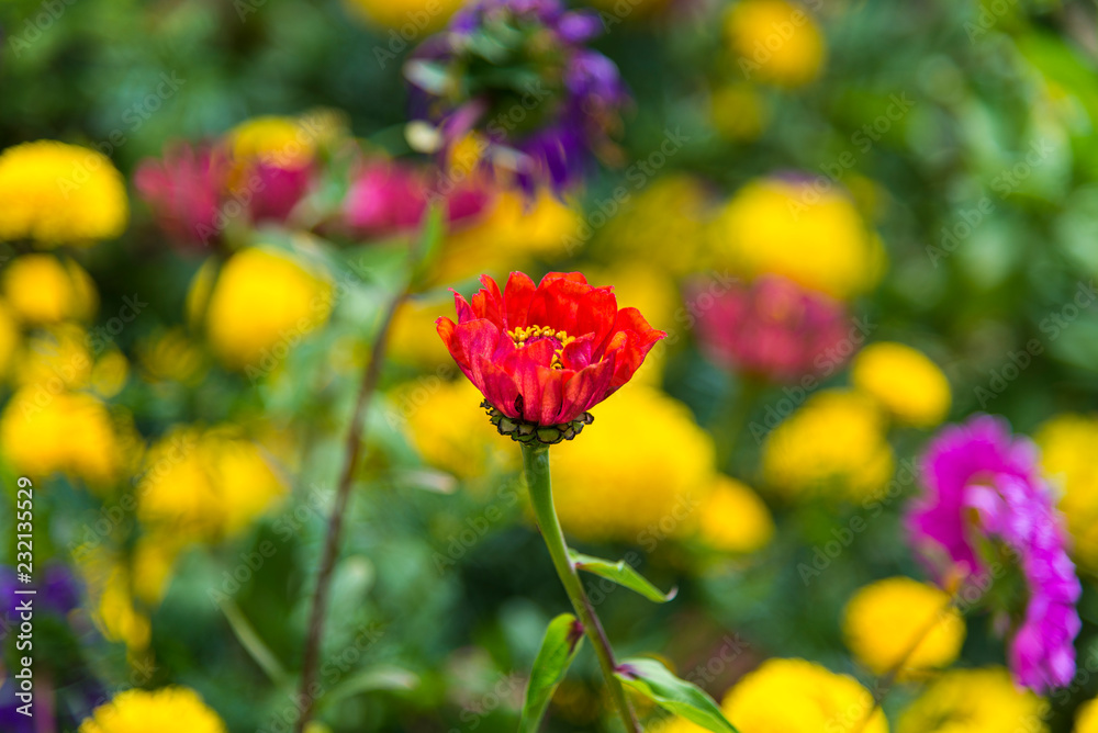 Background of colorful flowers in full nature in autumn. Background of colorful flowers in full nature in autumn.