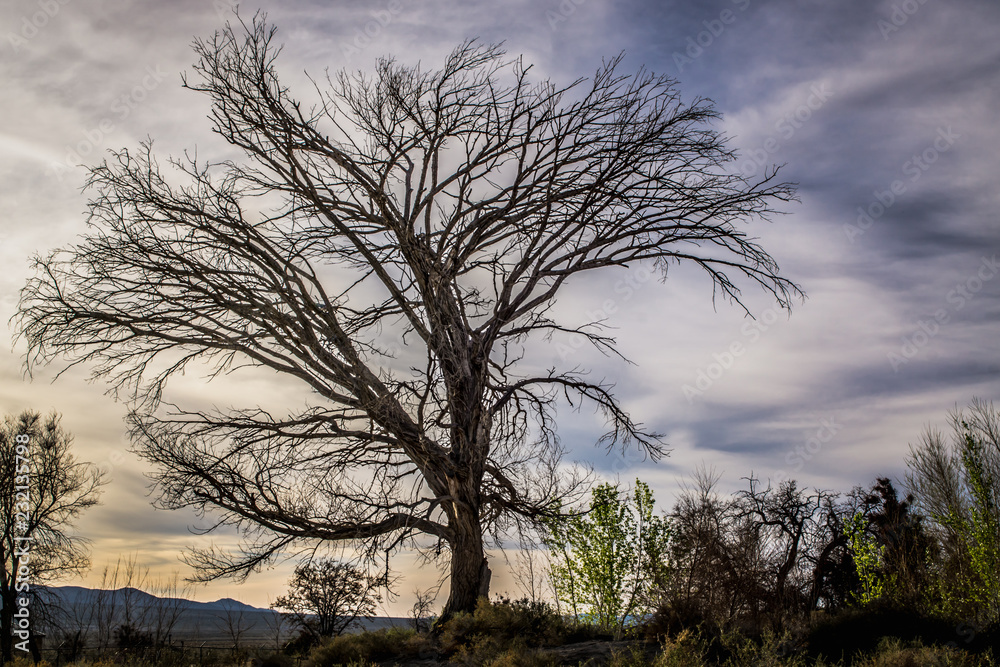 Obraz premium fall foiliage