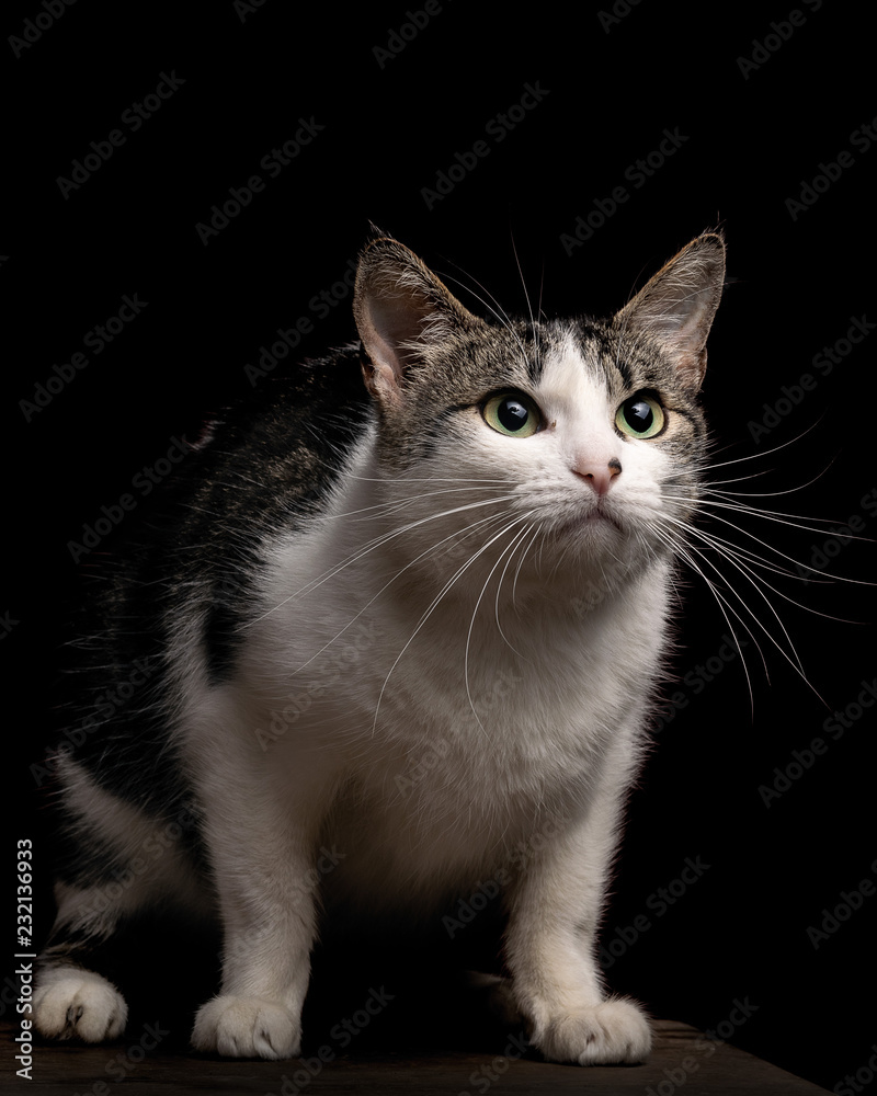 animal,portrait,cute,kitten,feline,fur,mammal,looking,tail,licking,tongue,fluffy,sitting,hair,small,brown,young animal,white color,up,tabby cat,studio shot,purebred cat,beauty,pets,domestic cat,cut ou