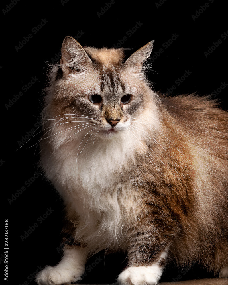 Cute and beautiful tabby cat looking into the camera, black background isolated, studio portrait