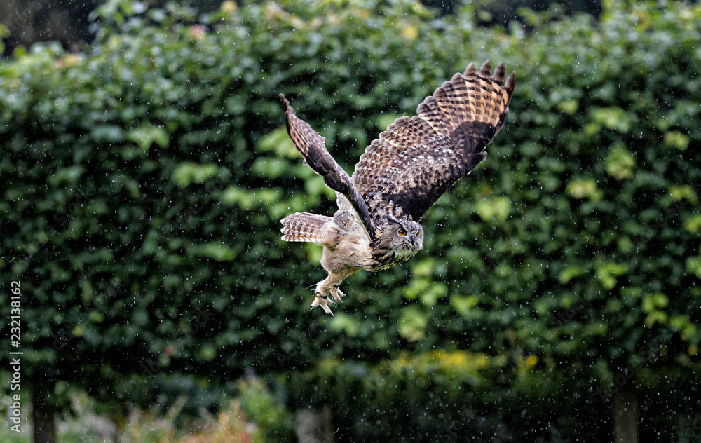 Fototapeta premium Flying owl in the park