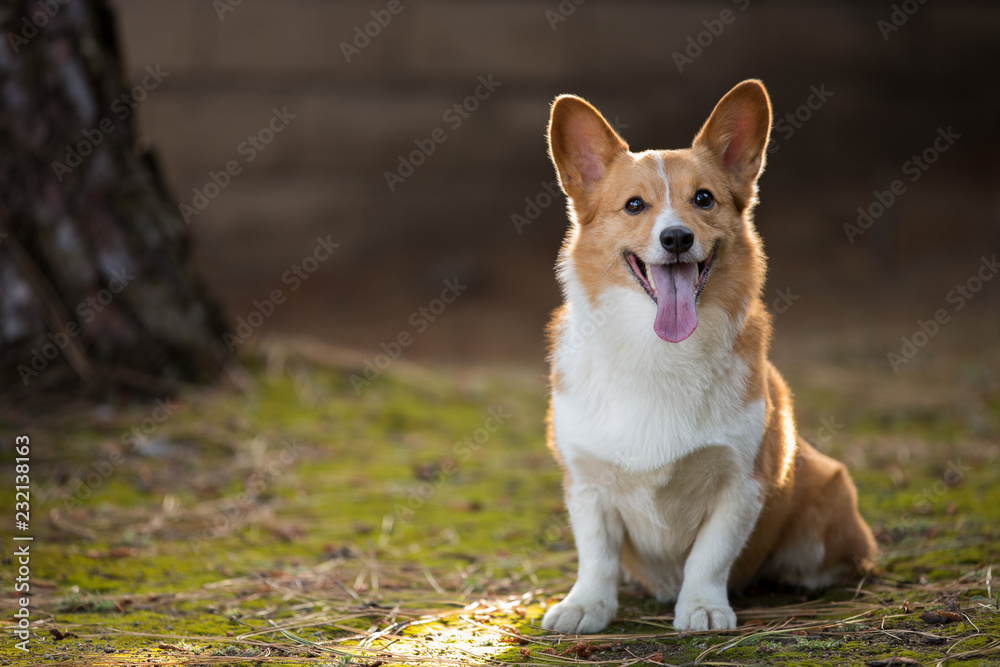 Outdoor Corgi Portrait In The Sunset