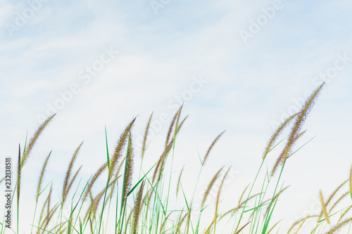 Grassy flowers in soft blue sky.