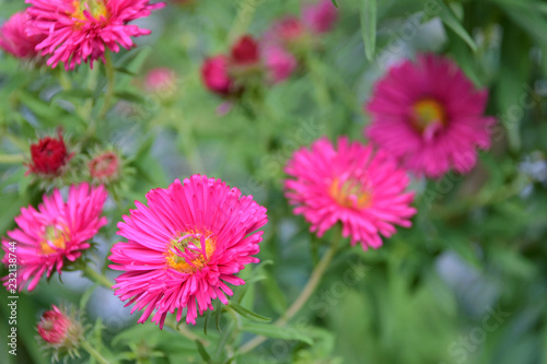 Beautiful pink chrysanthemum flowers at the autumn flowers bed on blurred green background