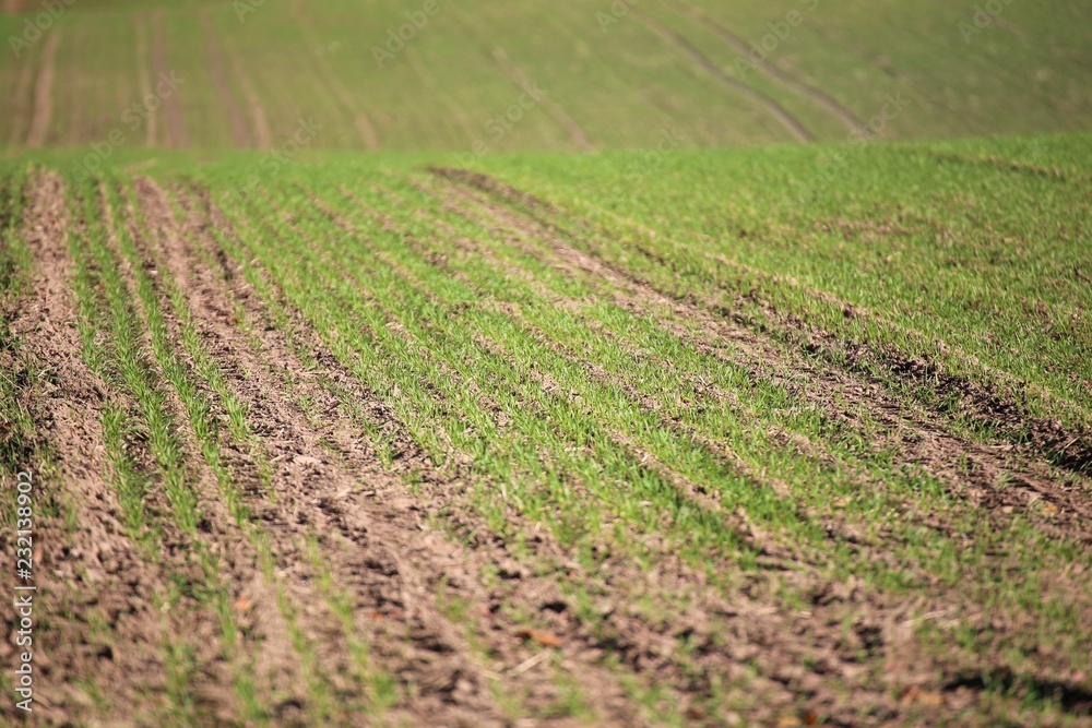 An Image of a plant