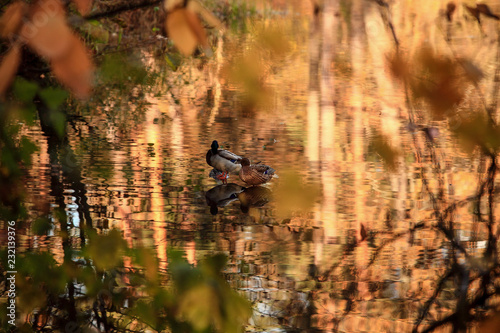 ducks swim on the lake in the autumn park