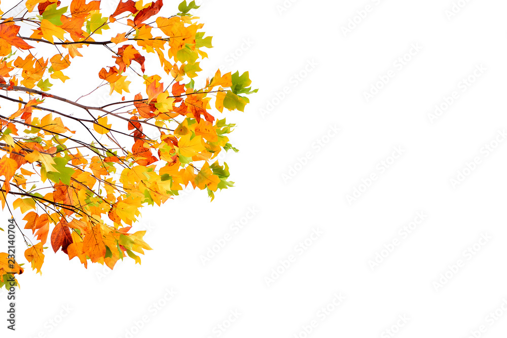 Autumn leaves isolated on white background Autumn leaves isolated on white background