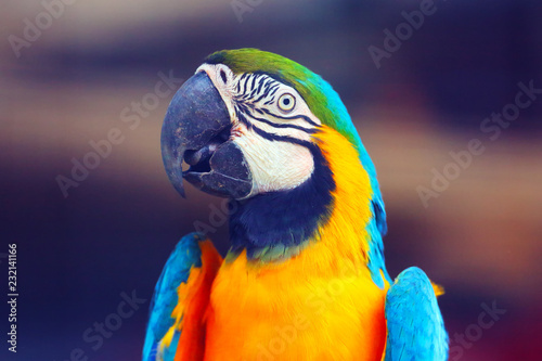 The blue-and-yellow macaw (Ara ararauna), also known as the blue-and-gold macaw, portrait